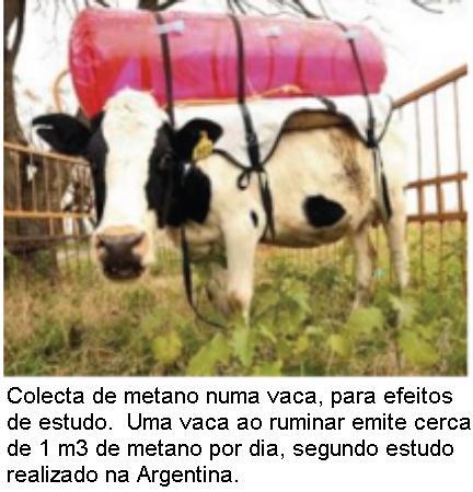 vaca metaneira